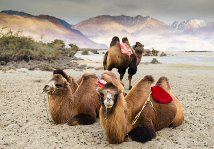 10-Day Scenic Leh & Ladakh Tour Starting from Chandigarh