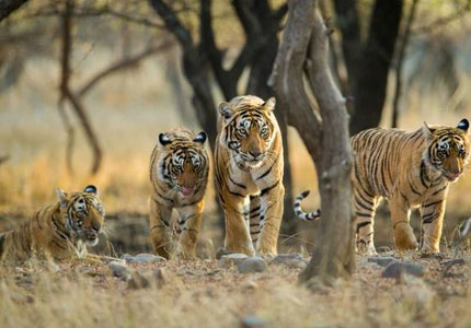 4-Day Dalhousie Escape from Chandigarh