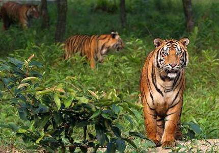 4 Days Chandigarh to Dalhousie Nature & Wildlife Tour (Return)